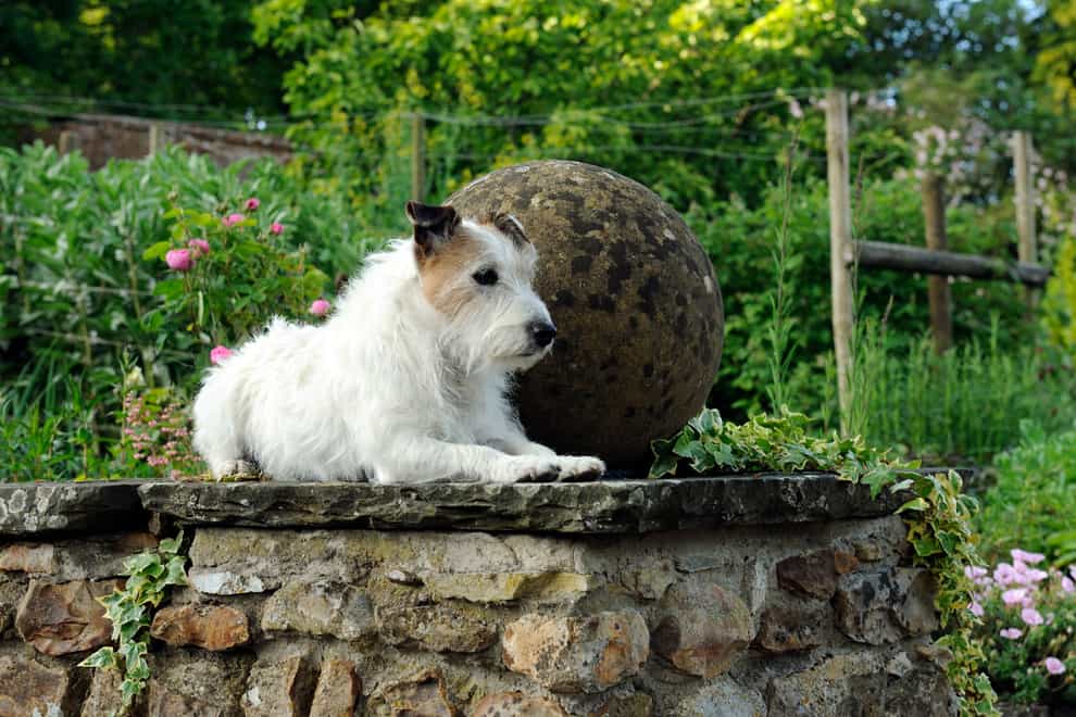 Why not plan a dog-friendly day out? (Val Corbett/National Garden Scheme/PA)