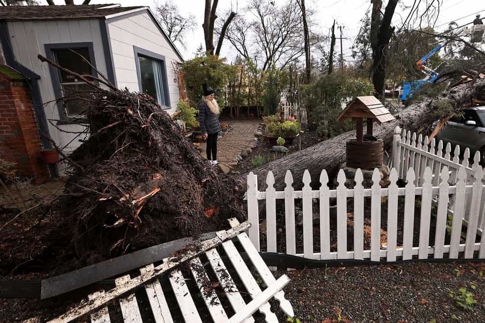 Damage caused by a large tree falling over in Santa Rosa, California (Kent Porter/The Press Democrat via AP)