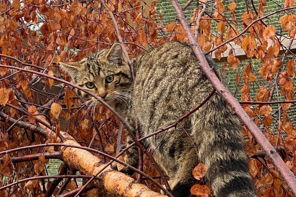 Wildcats will be released into the wild later this year in the Highlands (RZSS/Saving Wildcats/PA)
