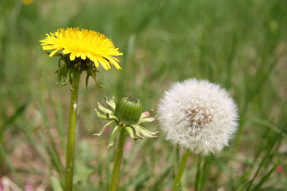 Weeds can be good for your garden (Alamy/PA)