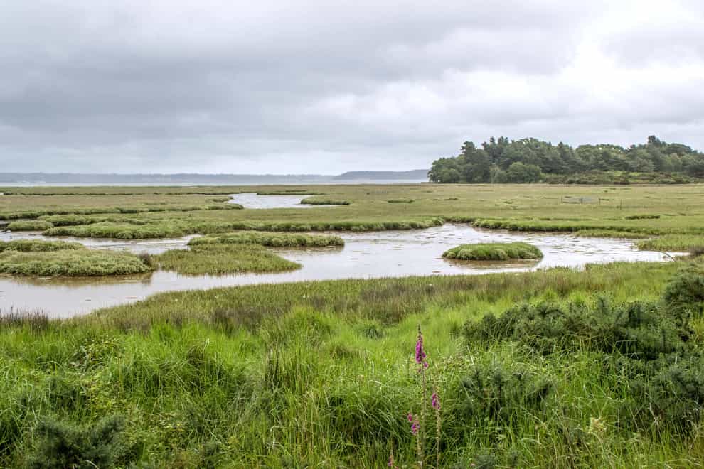 The Arne nature reserve near the estuary at Poole Harbour in Dorset (Paul Weston/Alamy/PA)