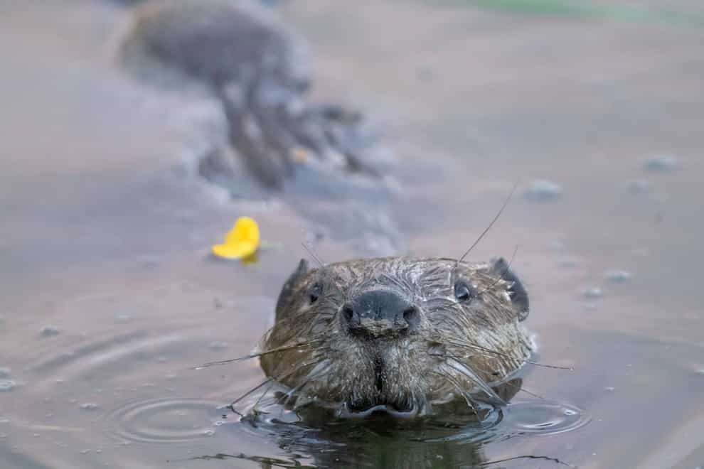 Trentham Gardens in Staffordshire is the latest estate to reintroduce a family of beavers (Elliot McCandless/PA)