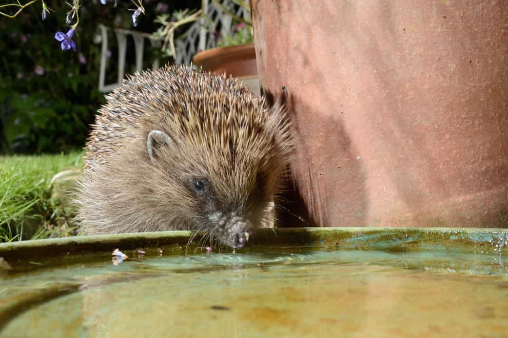 The hedgehog population is declining (Alamy/PA)