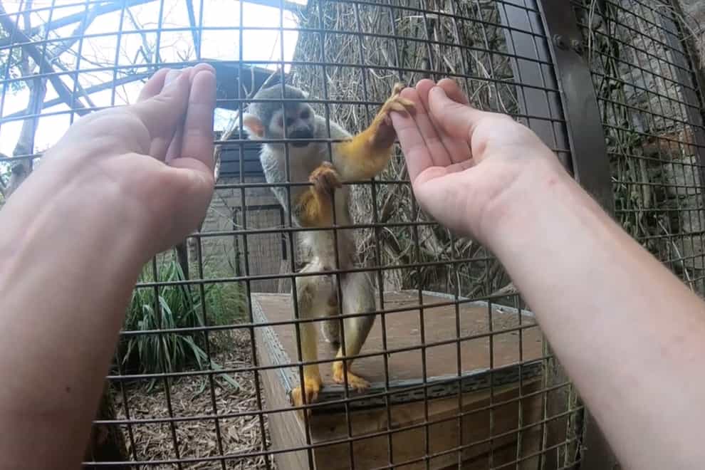 Magic trick only fools monkeys with opposable thumbs, study suggests (Elias Garcia-Pelegrin/University of Cambridge)