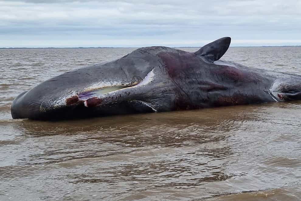 A large stranded whale on the beach at Cleethorpes, Lincolnshire (HMCG Cleethorpes)