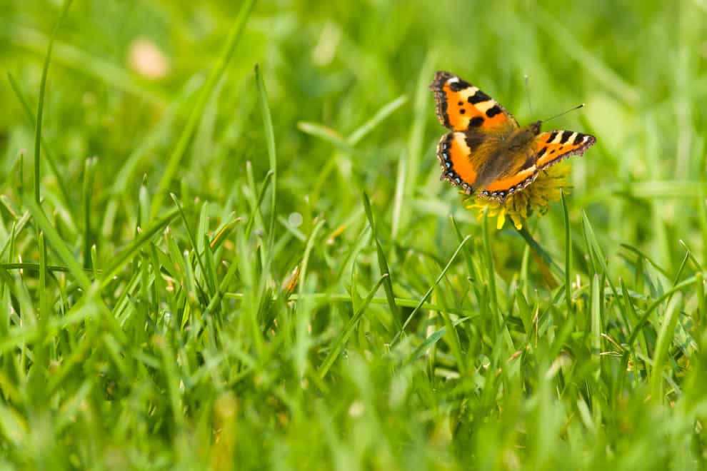 Some simple moves can help boost wildlife on your lawn (Alamy/PA)
