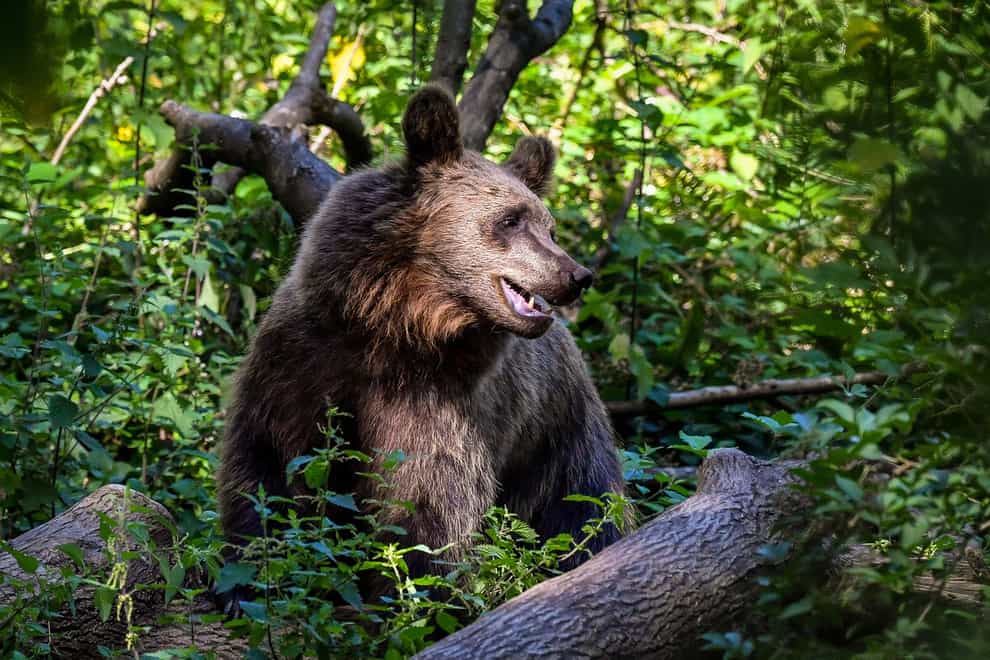 The brown bear population has increased in Italy (Ben Birchall/PA)