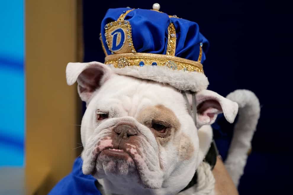 Patch sits on the throne after being crowned the winner of the 44th annual Drake Relays Beautiful Bulldog Contest (Charlie Neibergall/AP)