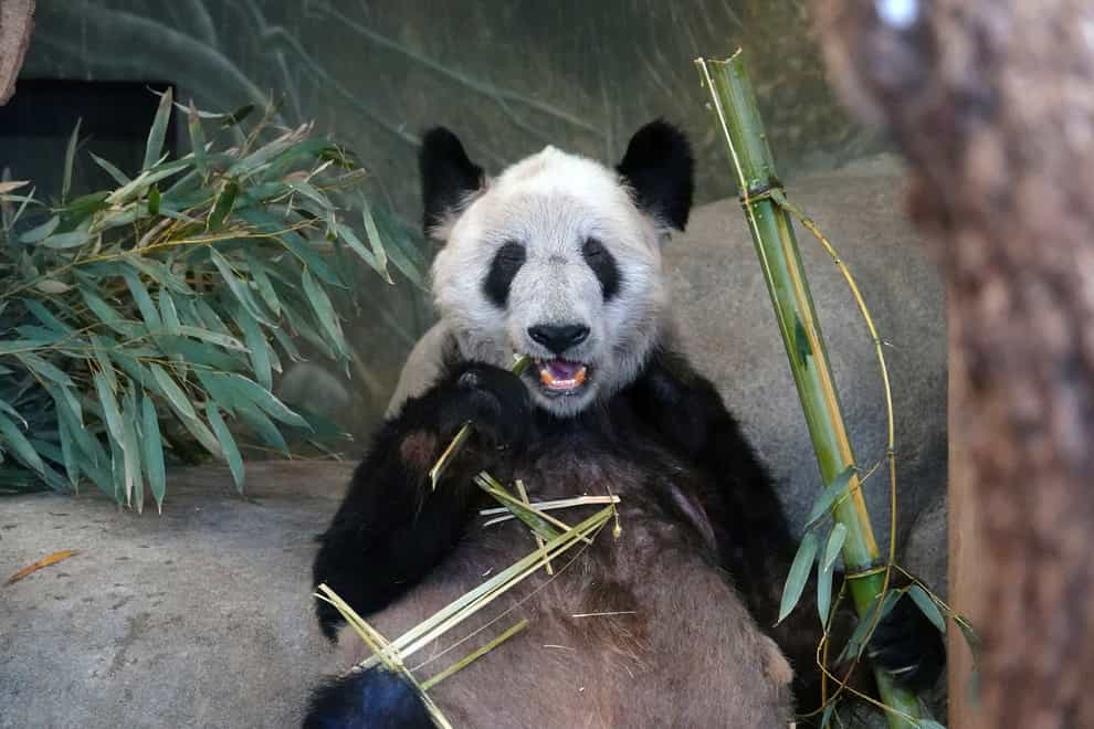 Ya Ya, a giant panda at the Memphis Zoo, eats bamboo (Karen Pulfer Focht/AP