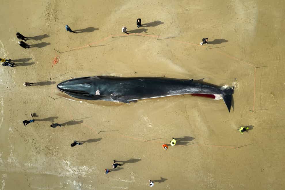 The carcass of a 55ft (17m) fin whale (Balaenoptera physalus), lies on Bridlington beach, in East Yorkshire (Danny Lawson/PA)