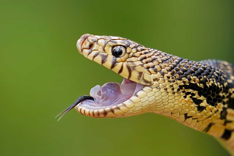 A Louisiana pine snake bluffs in a posture to defend itself against predators (AP)
