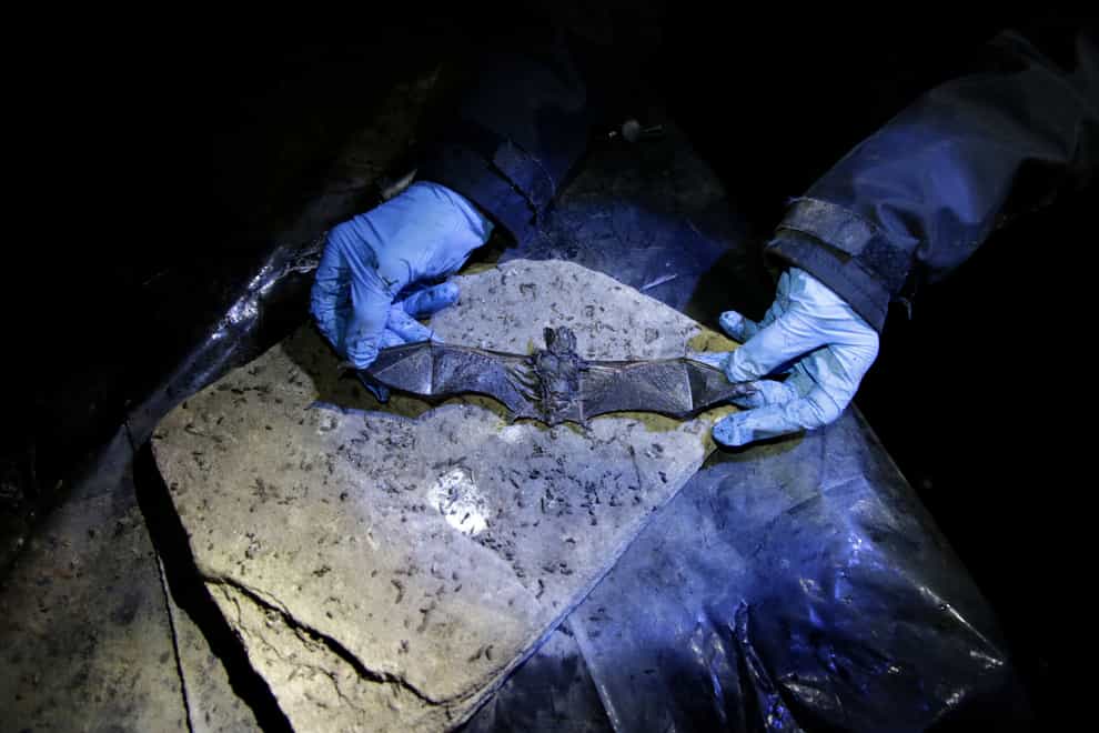 Alyssa Bennett, small mammals biologist for the Vermont Department of Fish and Wildlife, inspects a dead bat in a cave in Dorset (AP)