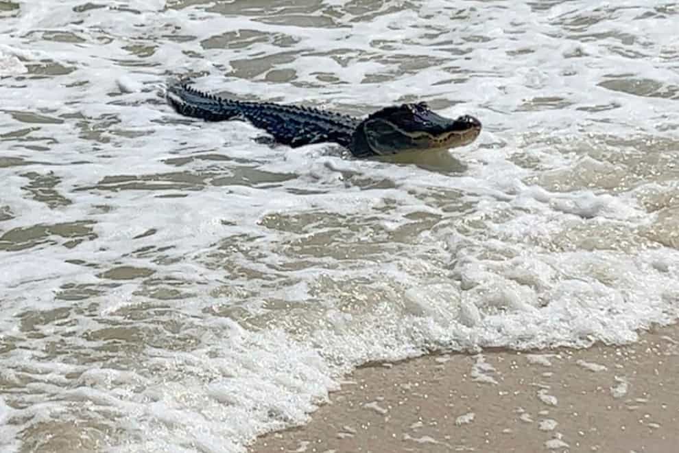 An alligator swims up to the beach on Dauphin Island, near Mobile, Alabama (Matt Harvill via AP)