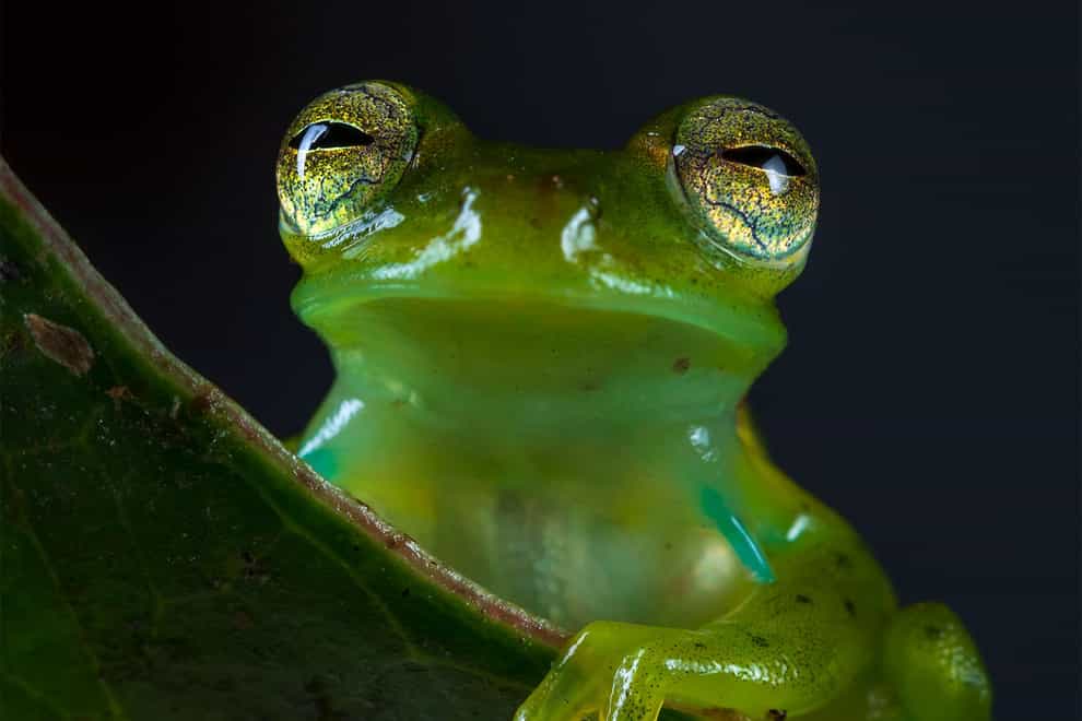The Emerald Glass Frog (Espadarana prosoblepon) from Ecuador. (Roberto García-Roa/PA)