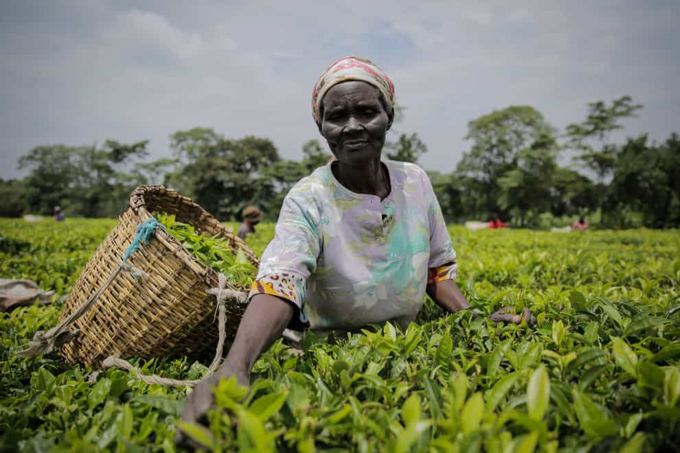 A woman picks tea leaves in Chepsonoi, Nandi county, in western Kenya (Brian Inganga/AP/PA)