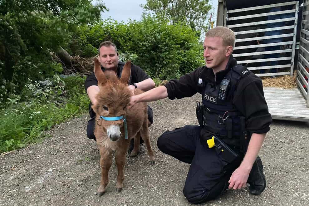 A 12-week-old baby donkey which was stolen from a farm more than two weeks ago has been reunited with her mother and her ‘ecstatic’ owners (Pamela Jessopp/PA)