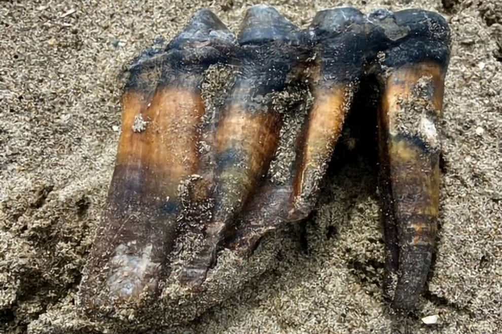 A mastodon tooth in the sand at a beach in Aptos, California (Jennifer Schuh via AP)