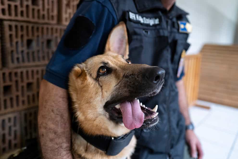 Rambo the German shepherd is now training with Budapest police (Bela Szandelszky/AP)