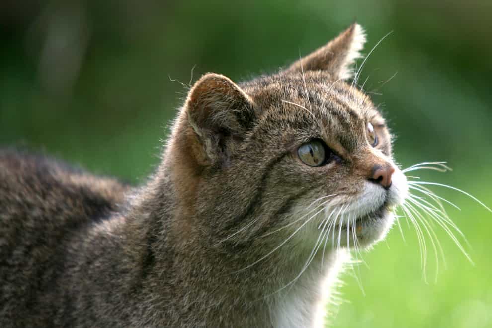 Wildcats are being released in Cairngorms National Park (PA)