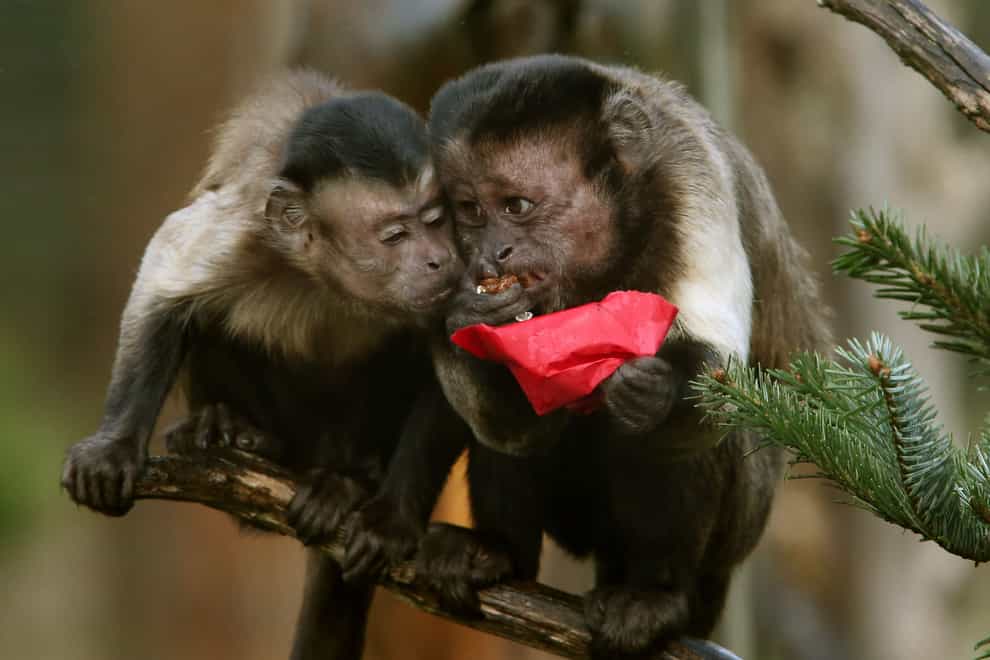 Capuchin monkeys, like other primates, are highly social and need to be with their own kind (Andrew Milligan/PA)