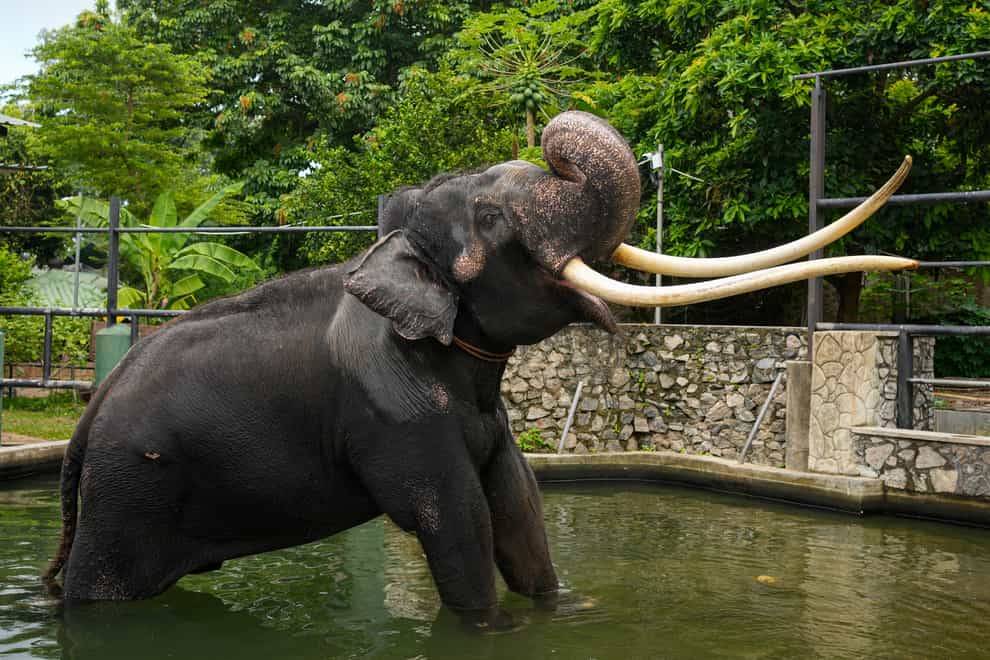 Asian elephant Muthu Raja in a water pond at the national zoological garden in Colombo, Sri Lanka (Eranga Jayawardena/AP)