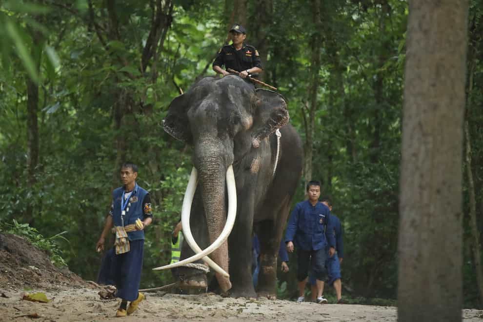 The elephant Sak Surin has been returned to Thailand after two decades in Sri Lanka (AP Photo/Nareerat Chaywichain)