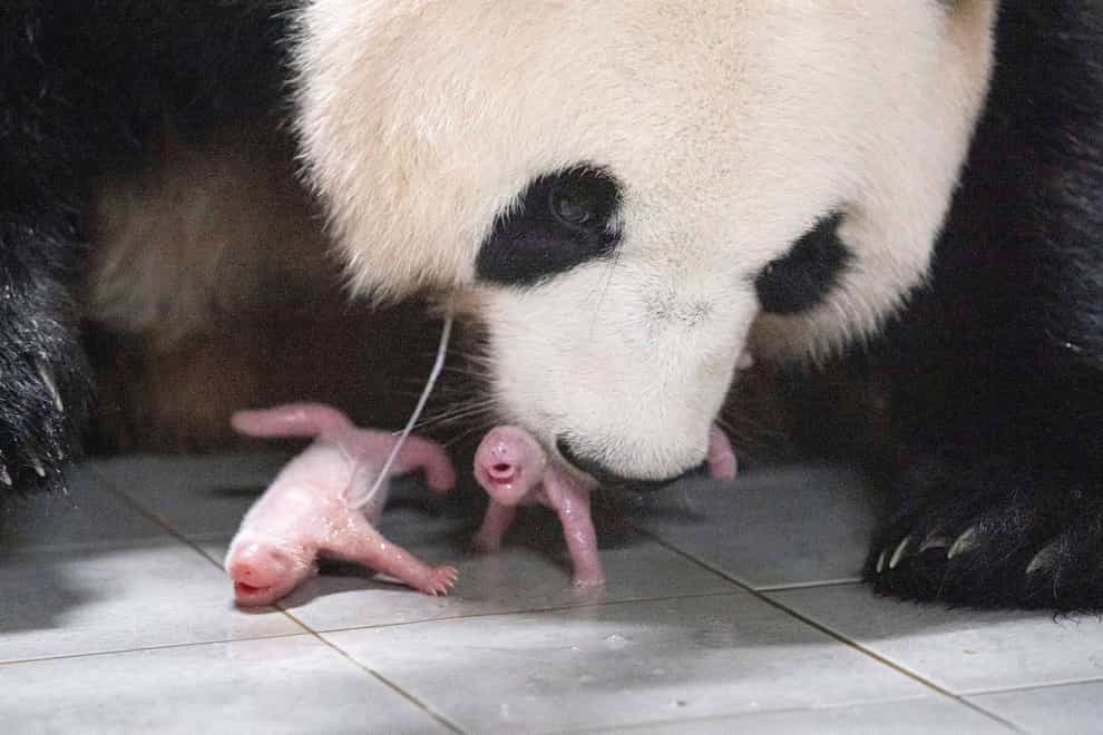 Giant panda Ai Bao gave birth to twin cubs at an amusement park in Yongin, South Korea (Samsung C&T Corp. via AP)