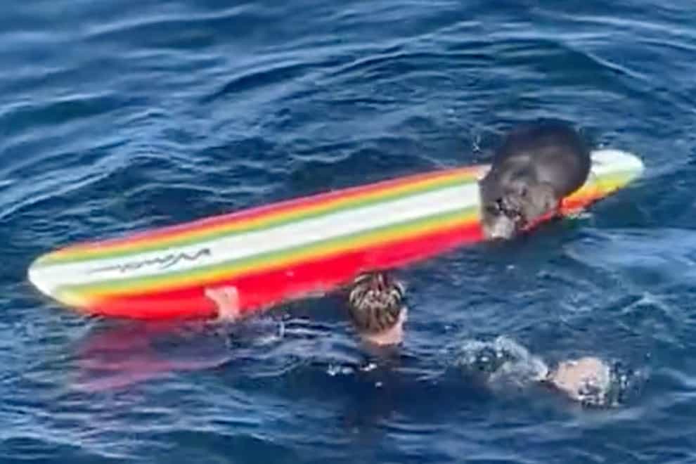 An image from a video showing an encounter between a female otter and a surfer off the coast of Santa Cruz, California wildlife officials are trying to capture and rehome the otter. (Hefti Brunhold/Amazing Animals+/TMX via AP/PA)
