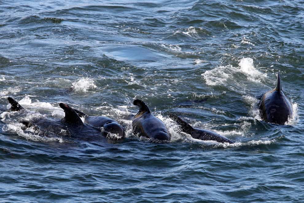 Around 55 pilot whales have beached on Stornoway (Andrew Milligan/PA)