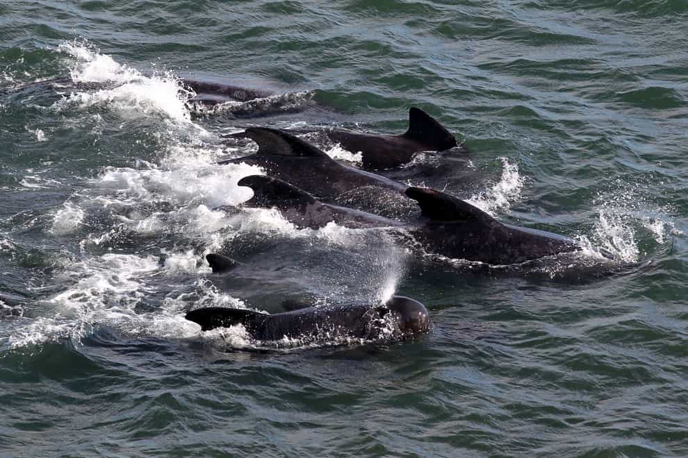 Pilot whales are small whales characterised as part of the dolphin family (Andrew Milligan/PA)
