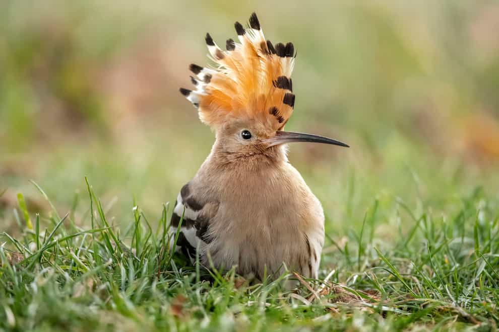 Hoopoe with raised crest (Alamy/PA)