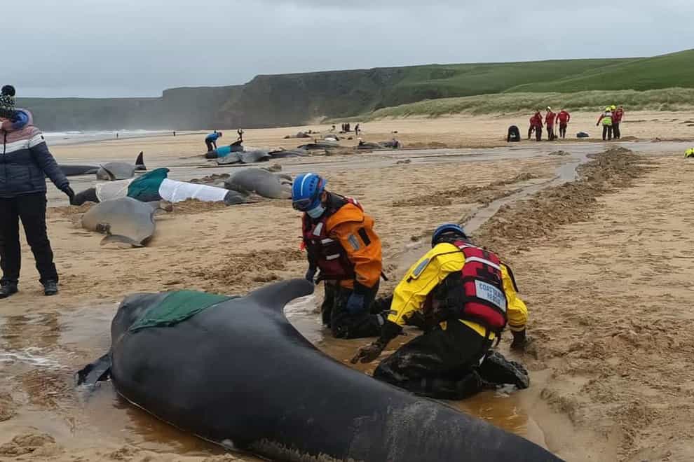 Some 55 whales were washed ashore on the Isle of Lewis but only 15 were alive when rescuers arrived (BDMLR/PA)