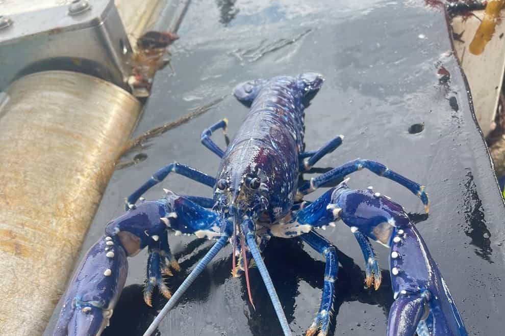 The rare blue lobster landed by fisherman Stuart Brown for a second time (Stuart Brown/PA)