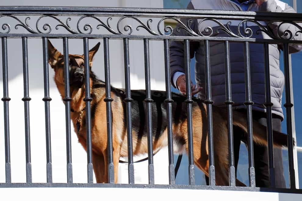President Joe Biden’s dog Commander looks out from a White House balcony (Carolyn Kaster/AP/PA)