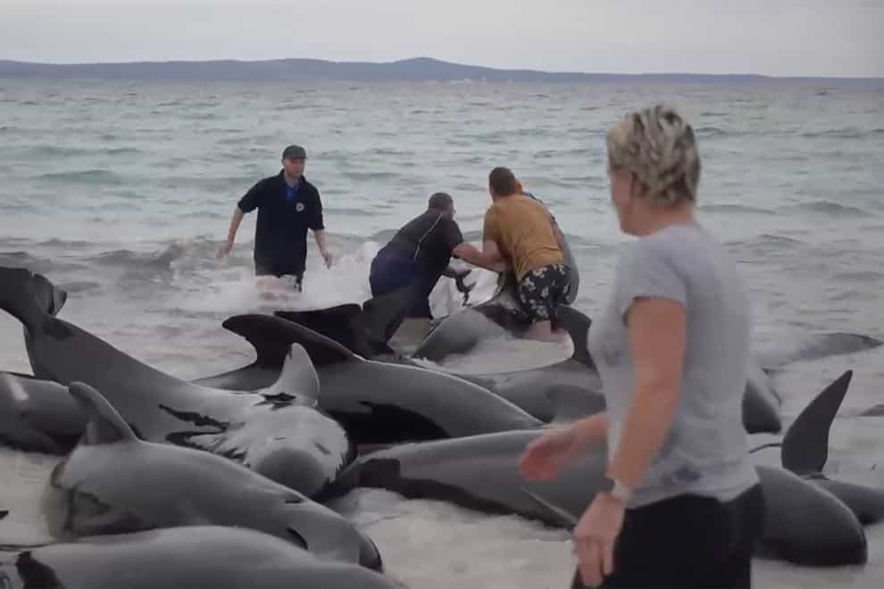 Nearly 100 pilot whales stranded themselves on Cheynes Beach, east of Albany in Western Australia (Australian Broadcasting Corp/AP)