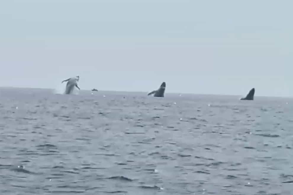 Robert Addie captured three humpback whales leaping from the water off the coast of Cape Cod (Robert Addie via AP)