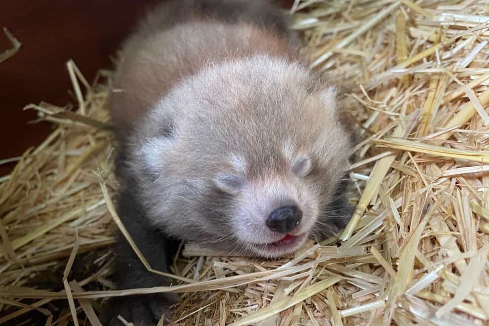 The birth of red panda cubs is of international significance (ZSL/PA)