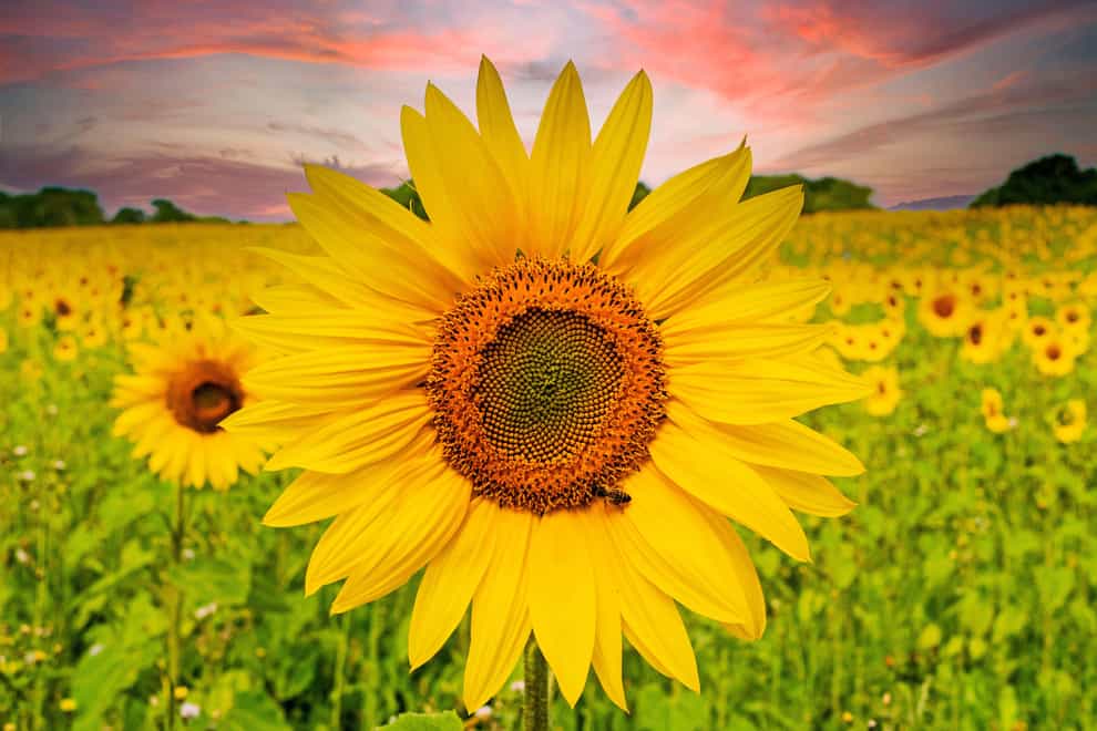 Sunflowers bring so much joy (Alamy/PA)