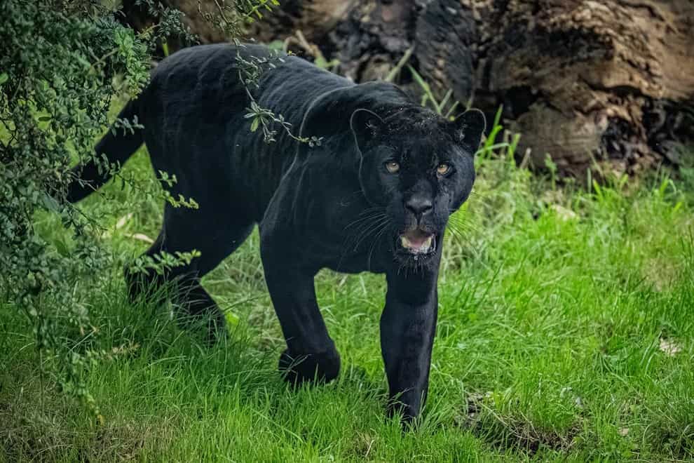 A rare jaguar named Inka has arrived at Chester Zoo (Chester Zoo/PA)