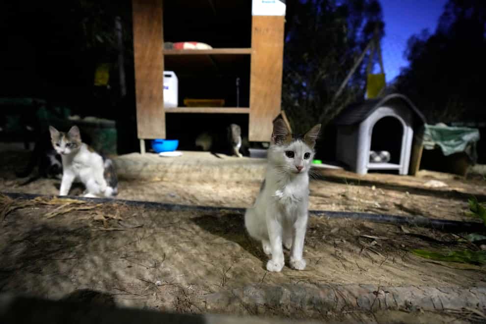 Cats sit in a shelter at the main linear park in Nicosia, Cyprus (Petros Karadjias/AP)