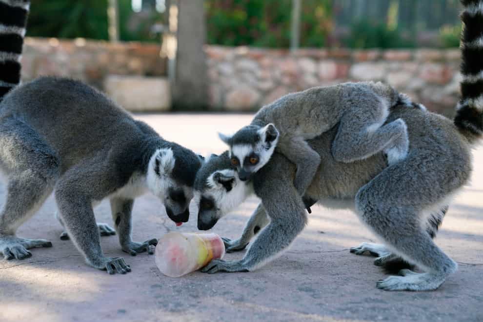 Ring-tailed lemurs lick a fruit ice lolly at the Attica Zoological Park in Spata suburb, eastern Athens (Thanassis Stavrakis/AP)