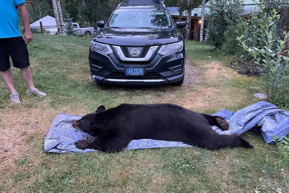 The bear was shot after breaking into the house during the night (Seeley Oblander via AP)