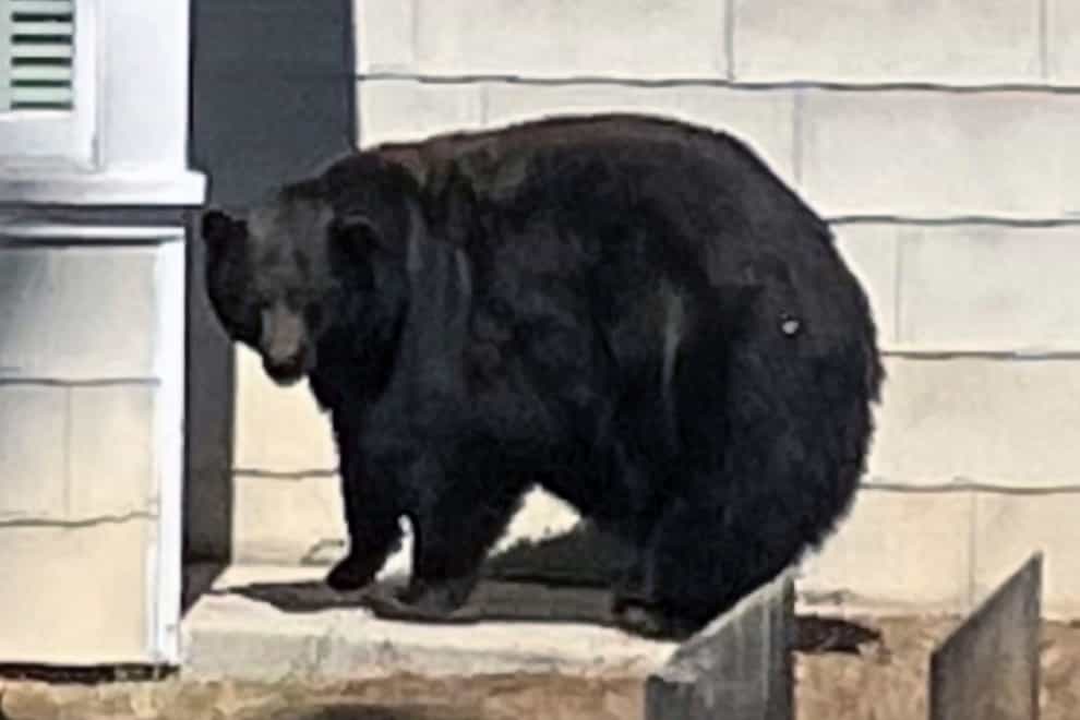 The female bear tagged and named 64F was responsible for scores of break-ins (California Department of Fish and Wildlife via AP/PA)