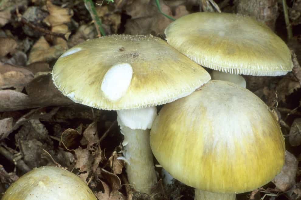 Death Cap mushrooms are a particularly deadly variety (Alamy/PA)