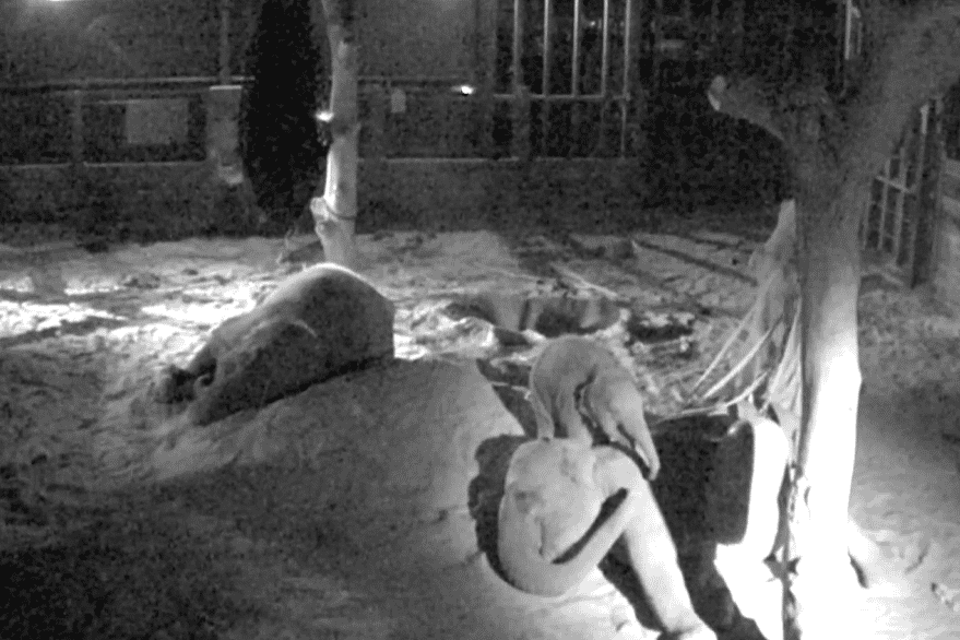 Night-vision footage taken by Whipsnade Zoo shows baby elephant Nang Phaya playing with her aunties (Whipsnade Zoo/PA)