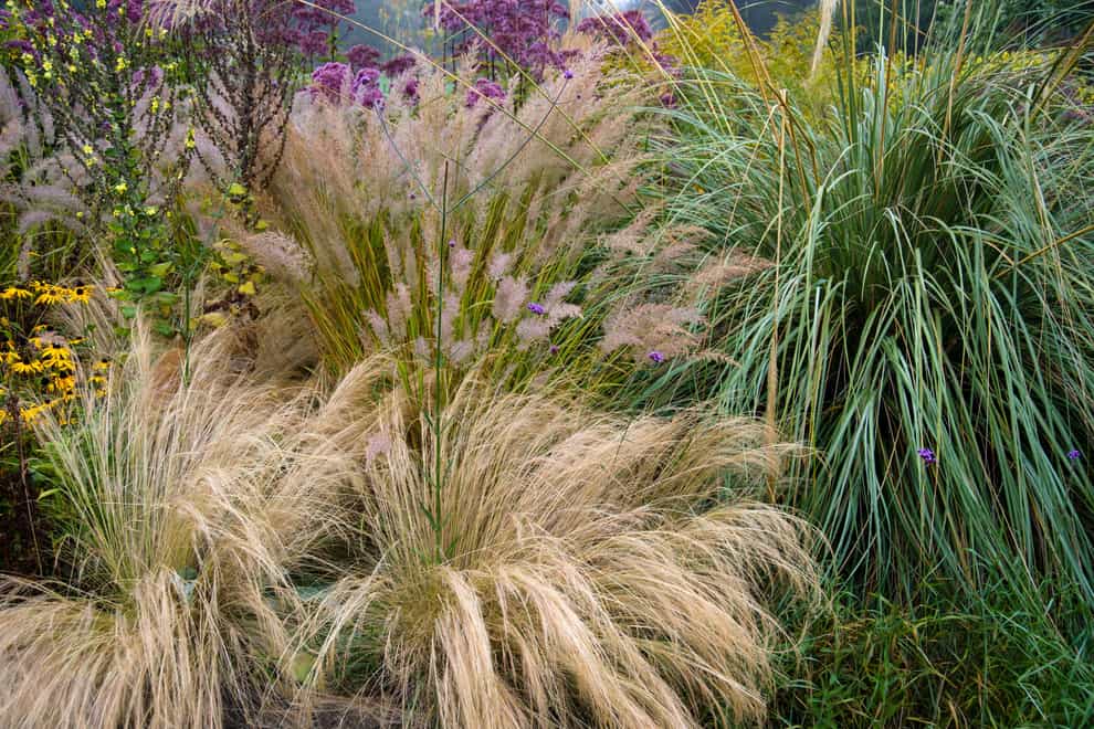 Ornamental grasses look elegant in summer gardens (Alamy/PA)