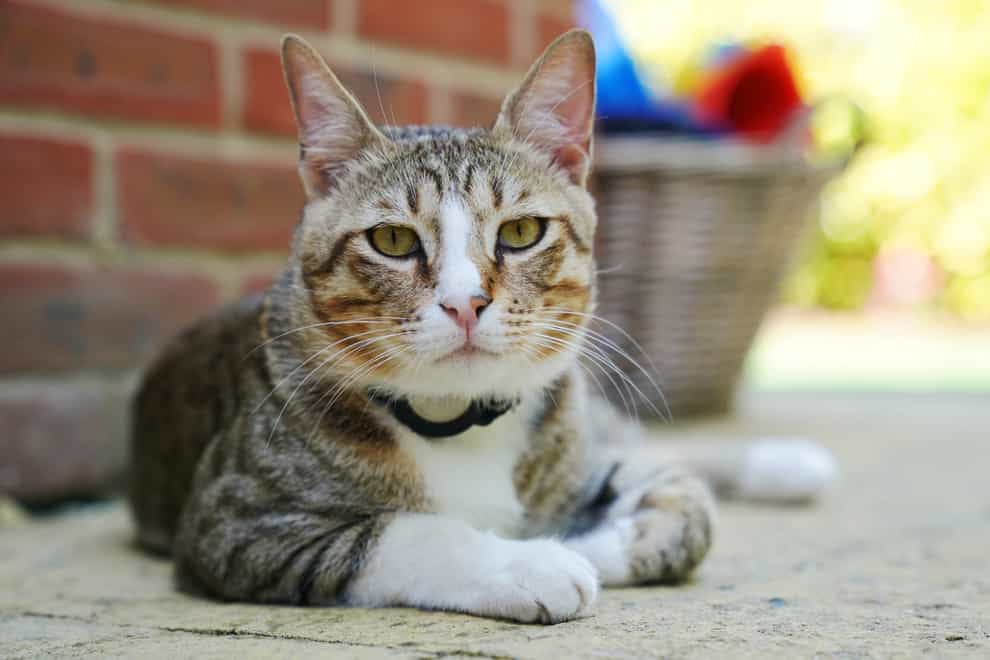 Cat owners in north Swindon are being warned to be vigilant after a spate of poisonings (Jonathan Brady/PA)