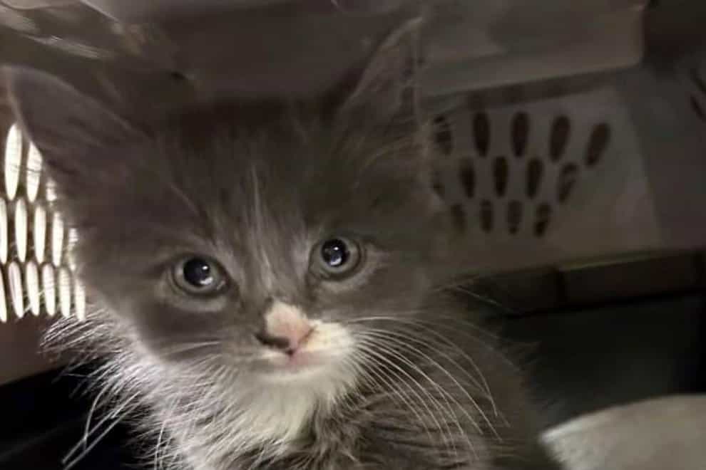 Officers are trying to trace the kitten’s owner (Meriden Police Department via AP)