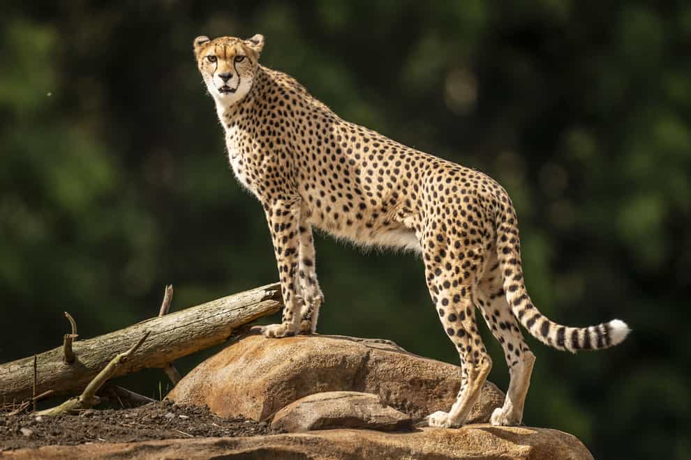 Darcy explores the newly-developed cheetah territory at Yorkshire Wildlife Park (Danny Lawson/ PA)