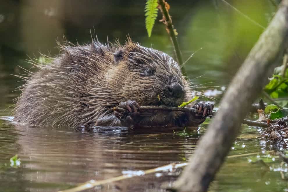 Beaver kit Earps feeds on the National Trust’s Holnicote Estate (Barry Edwards/National Trust/PA)